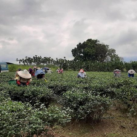 Dong Li Tea Homestay رويسي المظهر الخارجي الصورة